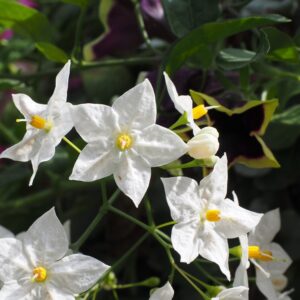 Solanum