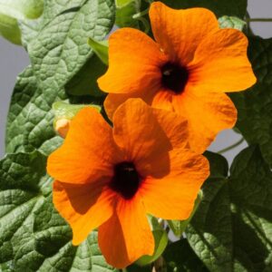 Piante-rampicanti-per-il-terrazzo-Thunbergia-alata