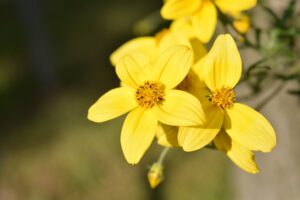 coltivare il bidens