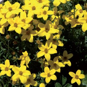 coltivare il bidens