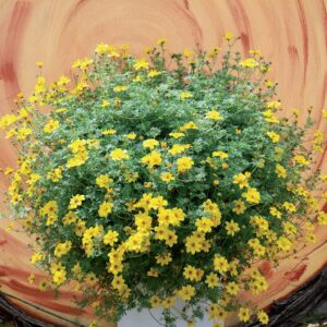 coltivare il bidens