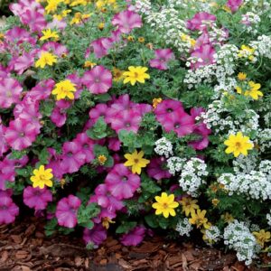 coltivare il bidens