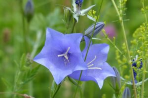 coltivare la campanula