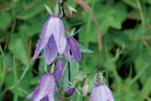 coltivare la campanula - I fiori possono essere a forma di calice