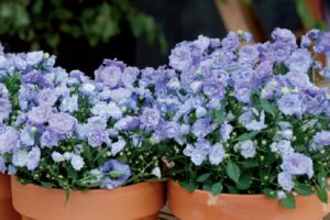 coltivare la campanula - o simili a piccole roselline