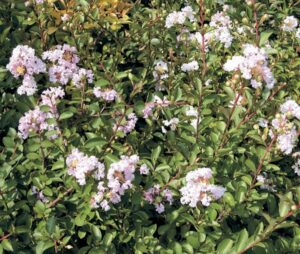 coltivare la lagerstroemia