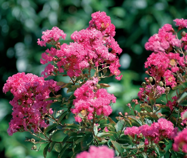 Lagerstroemia Indica Cespuglio Rosa – Pianta Ornamentale In Vaso 18 Cm, Altezza 50-60 Cm – Fioritura Autunnale
