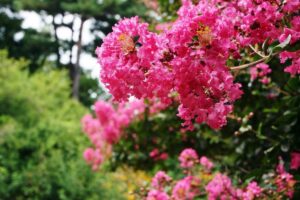 coltivare la lagerstroemia