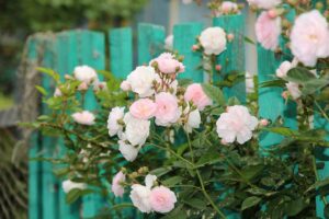 coltivare le rose rampicanti e sarmentose