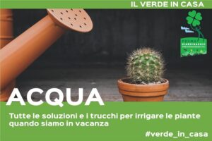 innaffiare le piante quando siamo in vacanza