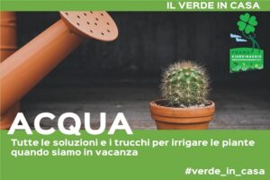 innaffiare le piante quando siamo in vacanza