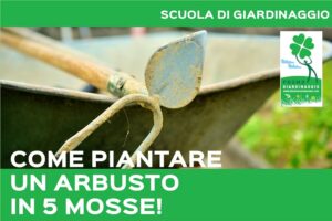 piantare un arbusto in giardino