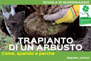 piantare un arbusto in giardino