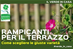 Piante rampicanti per il terrazzo