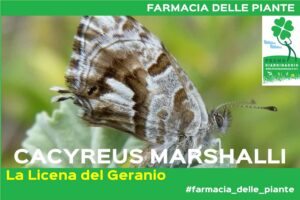 Farfalla del Geranio