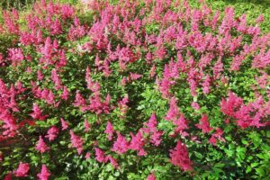 Astilbe