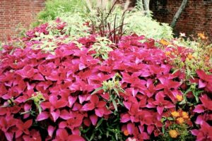 Coleus