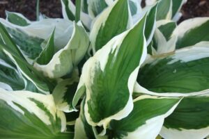 Hosta