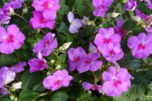 Impatiens walleriana