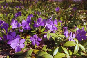 Pervinca