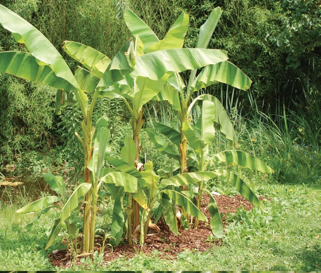 coltivare il Banano