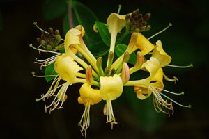 coltivare il Caprifoglio
