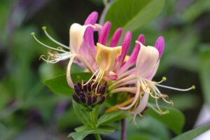 coltivare il Caprifoglio