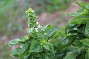 coltivare il basilico - Fiori del Basilico