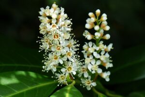 coltivare il lauroceraso - I fiori