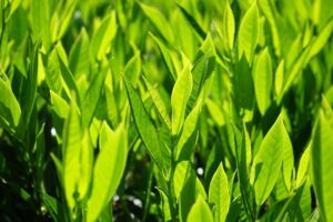 coltivare il lauroceraso - Le foglie