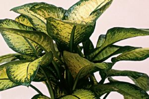 coltivare la Dieffenbachia