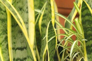 coltivare la sansevieria trifasciata