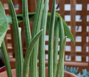 coltivare la sansevieria trifasciata - Sansevieria cylindrica