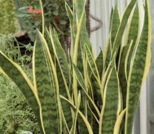 coltivare la sansevieria trifasciata - Sansevieria trifasciata