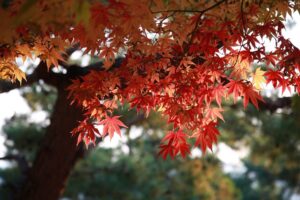 Piante per il terrazzo in autunno