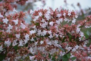 Piante per il terrazzo in autunno - Abelia grandiflora