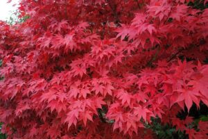 Piante per il terrazzo in autunno - Acero giapponese