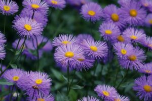 Piante per il terrazzo in autunno - Aster