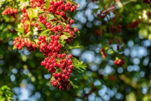 Piante-per-il-terrazzo-in-autunno-Biancospino