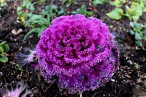 Piante per il terrazzo in autunno - Cavolo ornamentale