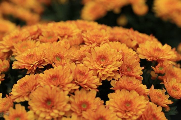 Piante per il terrazzo in autunno - Crisantemi