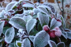 Piante-per-il-terrazzo-in-autunno-Gaulteria