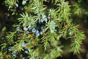 Piante-per-il-terrazzo-in-autunno-Ginepro
