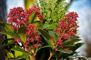 Piante-per-il-terrazzo-in-autunno-Skimmia