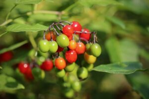 Piante-per-il-terrazzo-in-autunno-Solanum