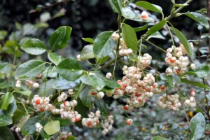 Piante-per-il-terrazzo-in-autunno-Symphoricarpos