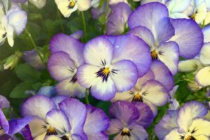 Piante per il terrazzo in autunno - Viola del pensiero