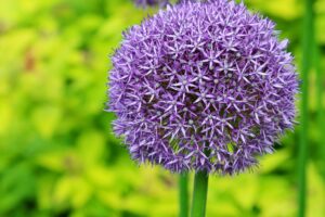 coltivare i bulbi autunnali - Allium