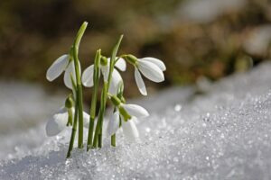 coltivare i bulbi autunnali - Bucaneve