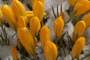 bulbi autunnali - Crocus